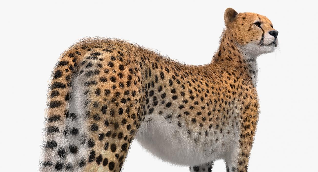 3D Cheetah Looking Around with Fur