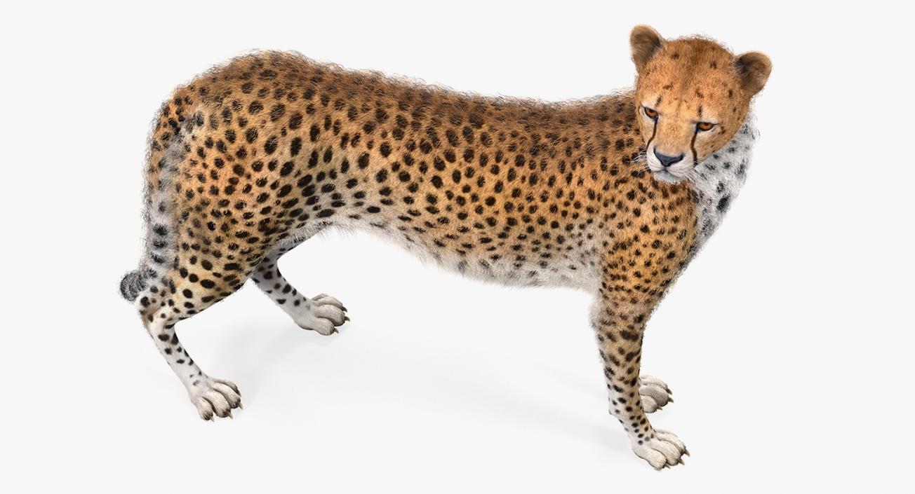 3D Cheetah Looking Around with Fur