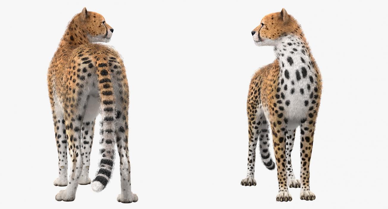 3D Cheetah Looking Around with Fur