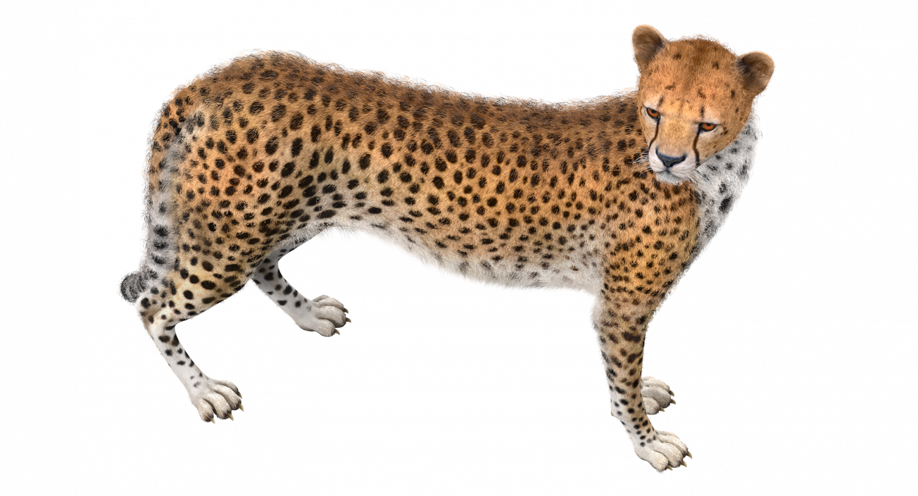 3D Cheetah Looking Around with Fur