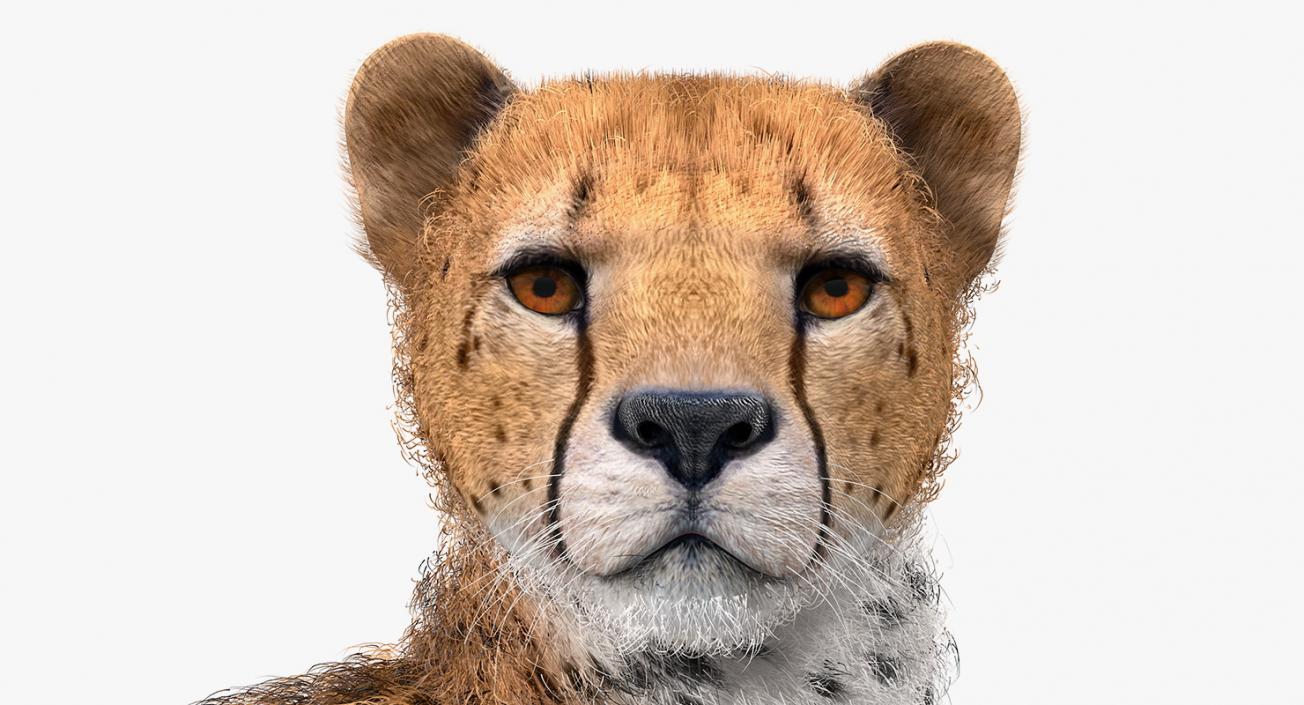 3D Cheetah Looking Around with Fur