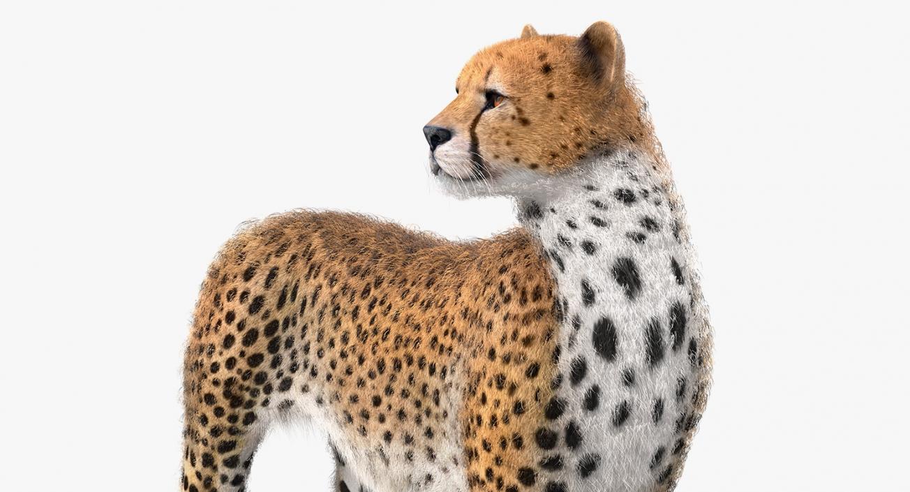 3D Cheetah Looking Around with Fur