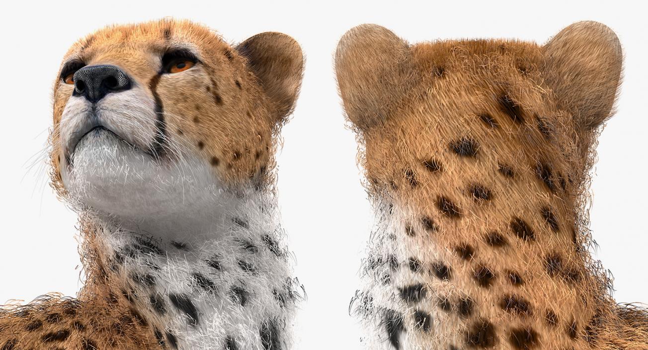 3D Cheetah Looking Around with Fur