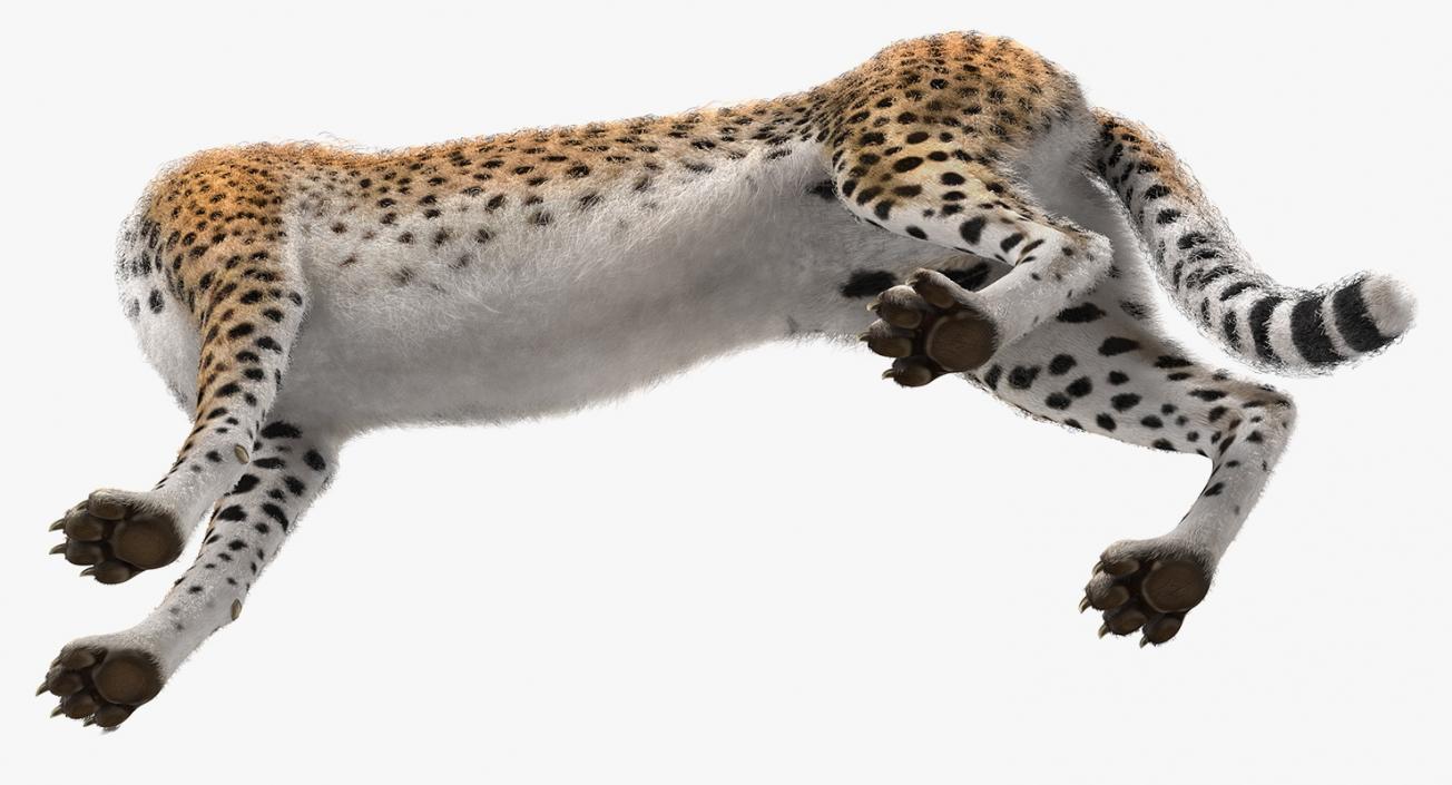 3D Cheetah Looking Around with Fur