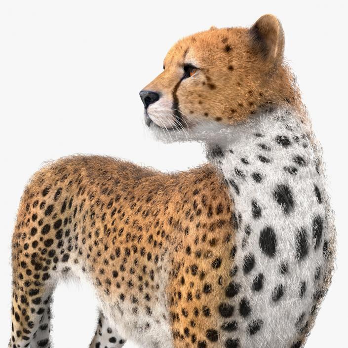 3D Cheetah Looking Around with Fur