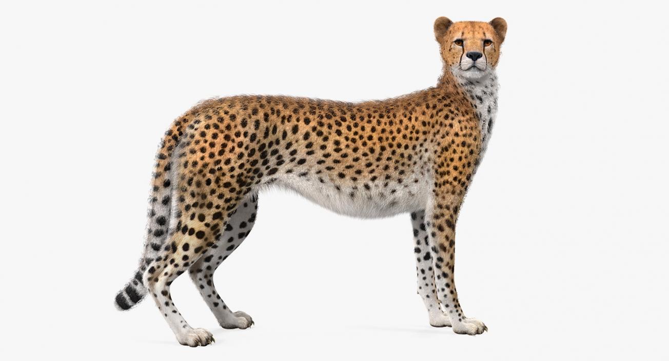 3D Cheetah Looking Around with Fur