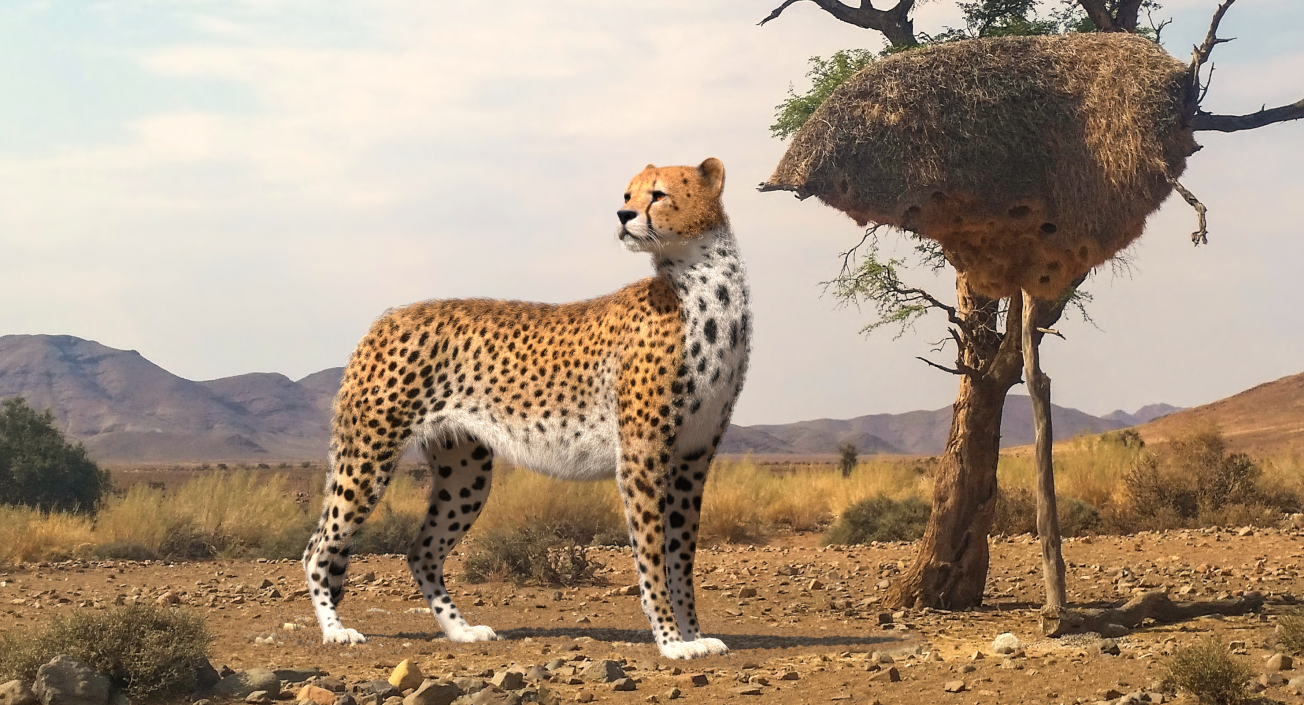 3D Cheetah Looking Around with Fur