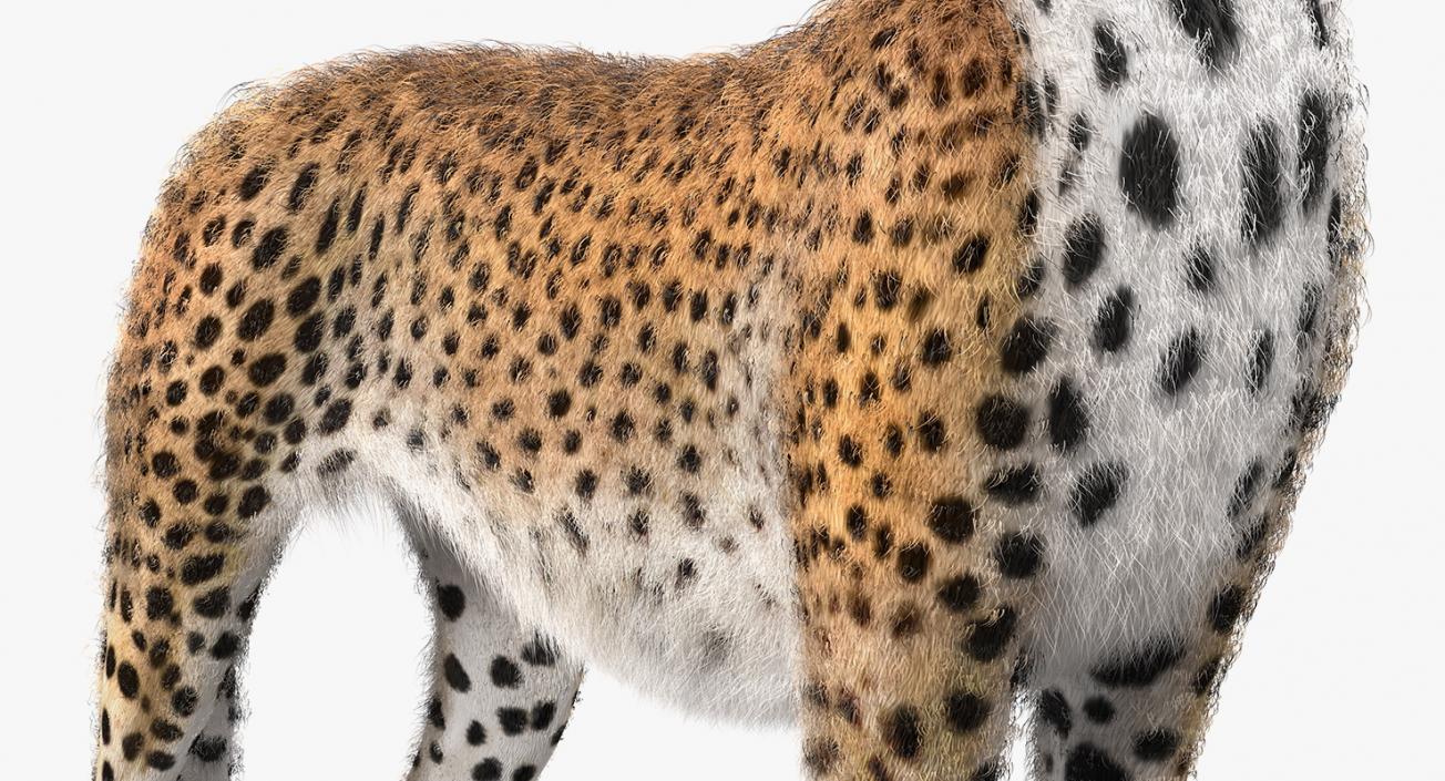 3D Cheetah Looking Around with Fur