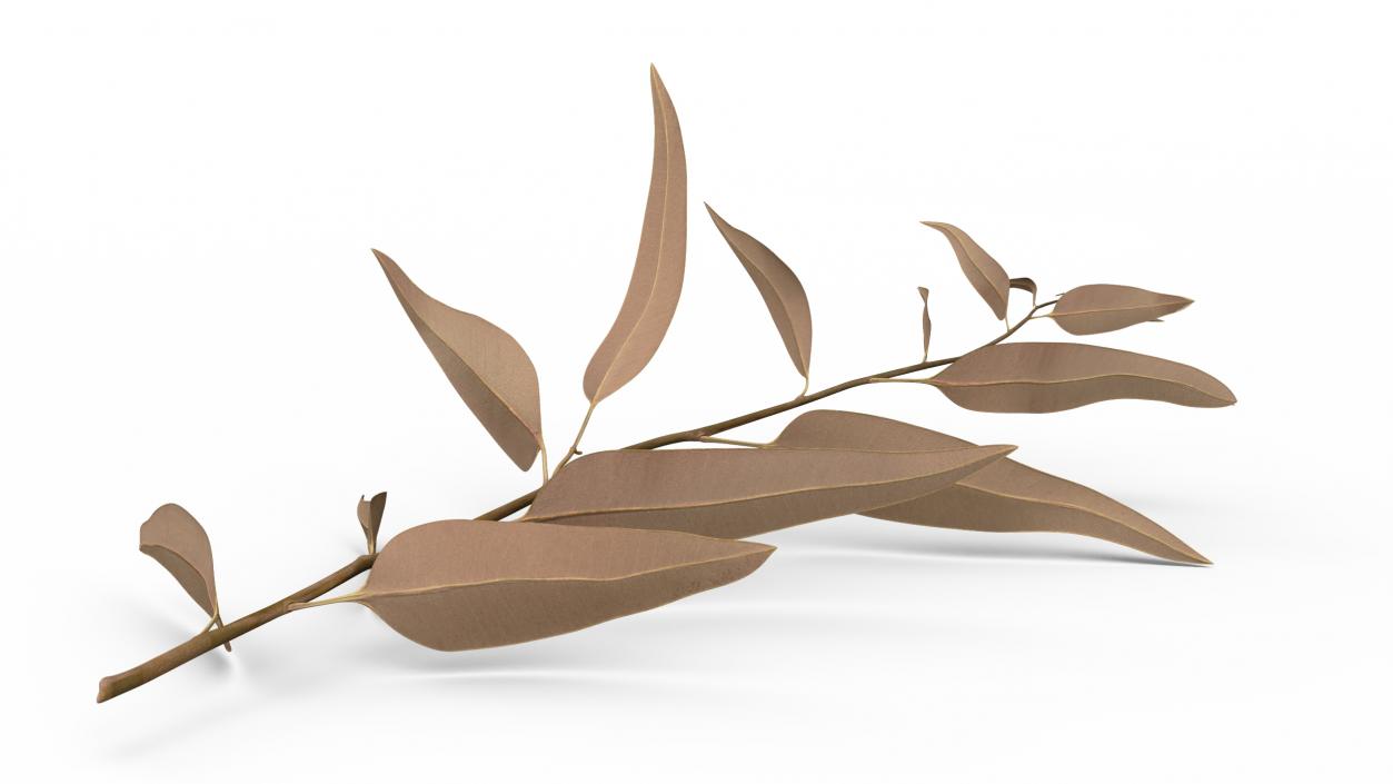 3D Dry Eucalyptus stem with Leaves