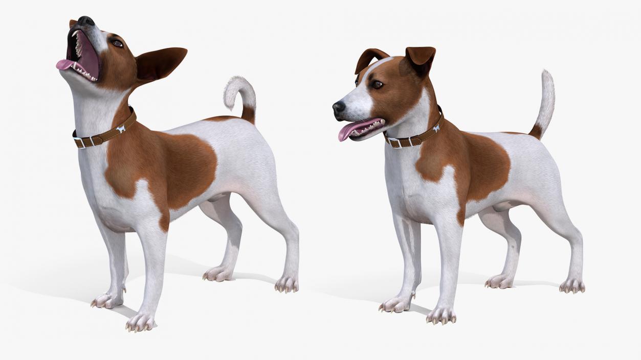 Spotted Jack Russell Terrier Fur Rigged 3D model