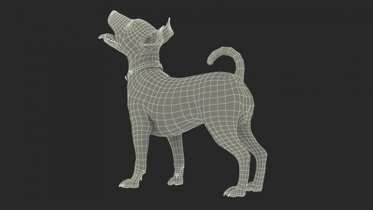 Spotted Jack Russell Terrier Fur Rigged 3D model