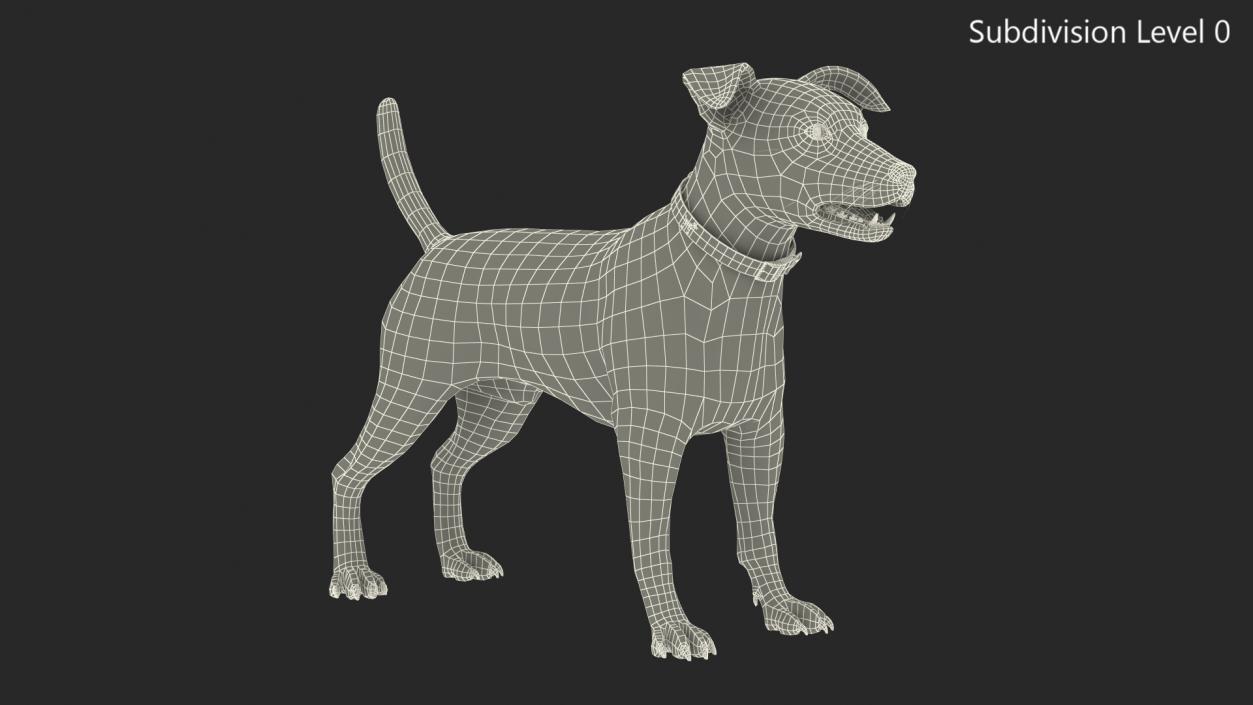 Spotted Jack Russell Terrier Fur Rigged 3D model