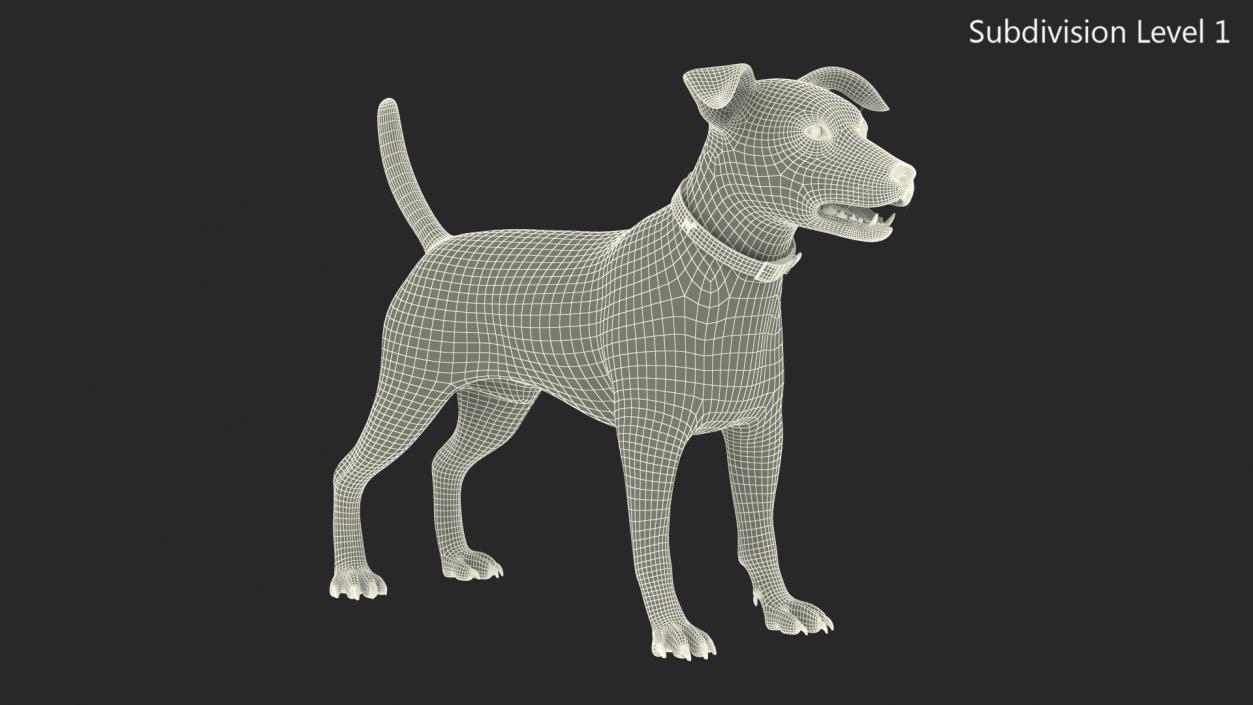 Spotted Jack Russell Terrier Fur Rigged 3D model