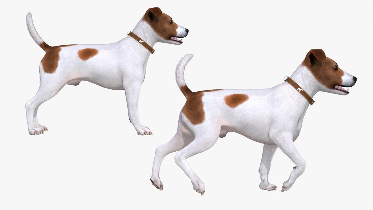 Spotted Jack Russell Terrier Fur Rigged 3D model