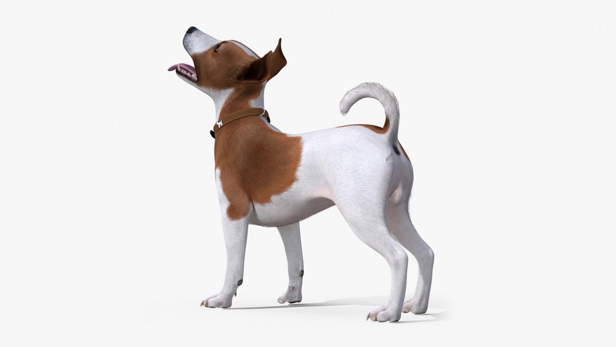 Spotted Jack Russell Terrier Fur Rigged 3D model