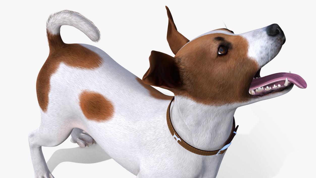 Spotted Jack Russell Terrier Fur Rigged 3D model