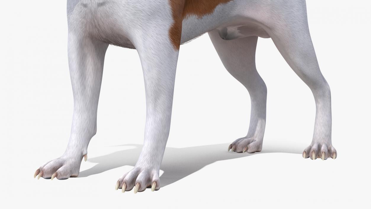 Spotted Jack Russell Terrier Fur Rigged 3D model