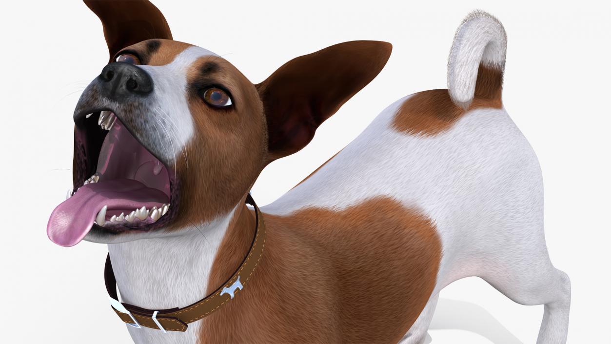 Spotted Jack Russell Terrier Fur Rigged 3D model