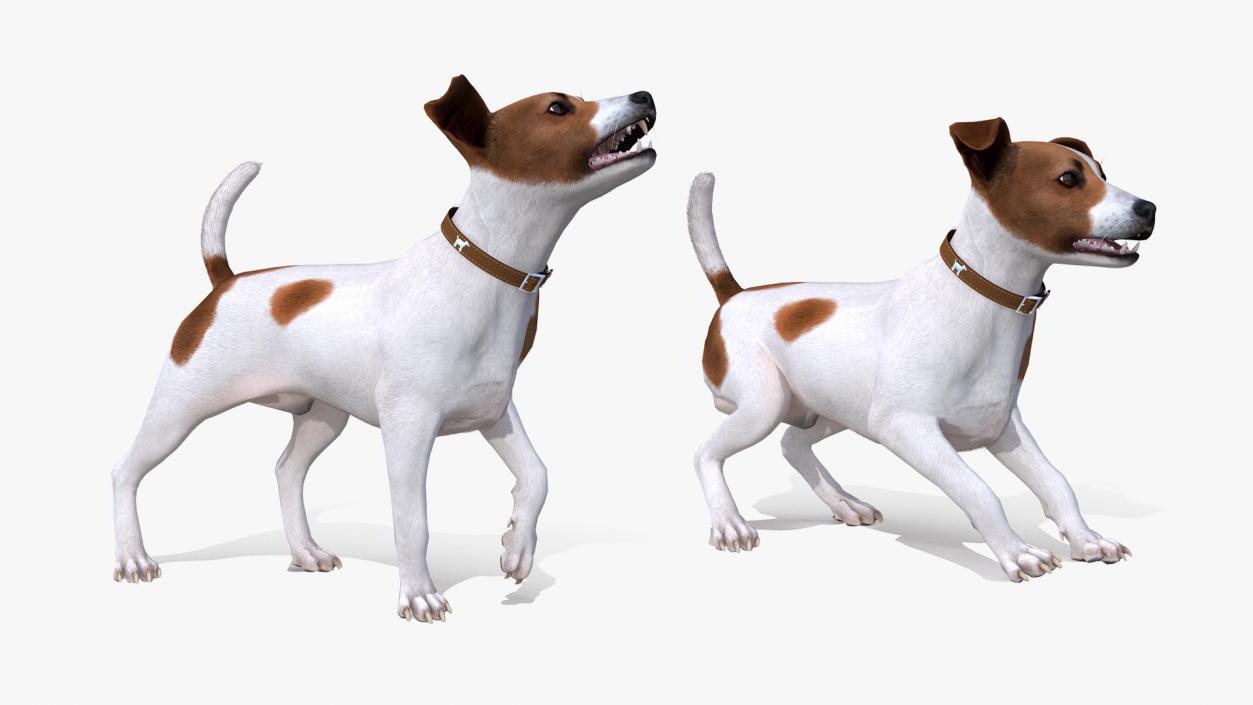 Spotted Jack Russell Terrier Fur Rigged 3D model