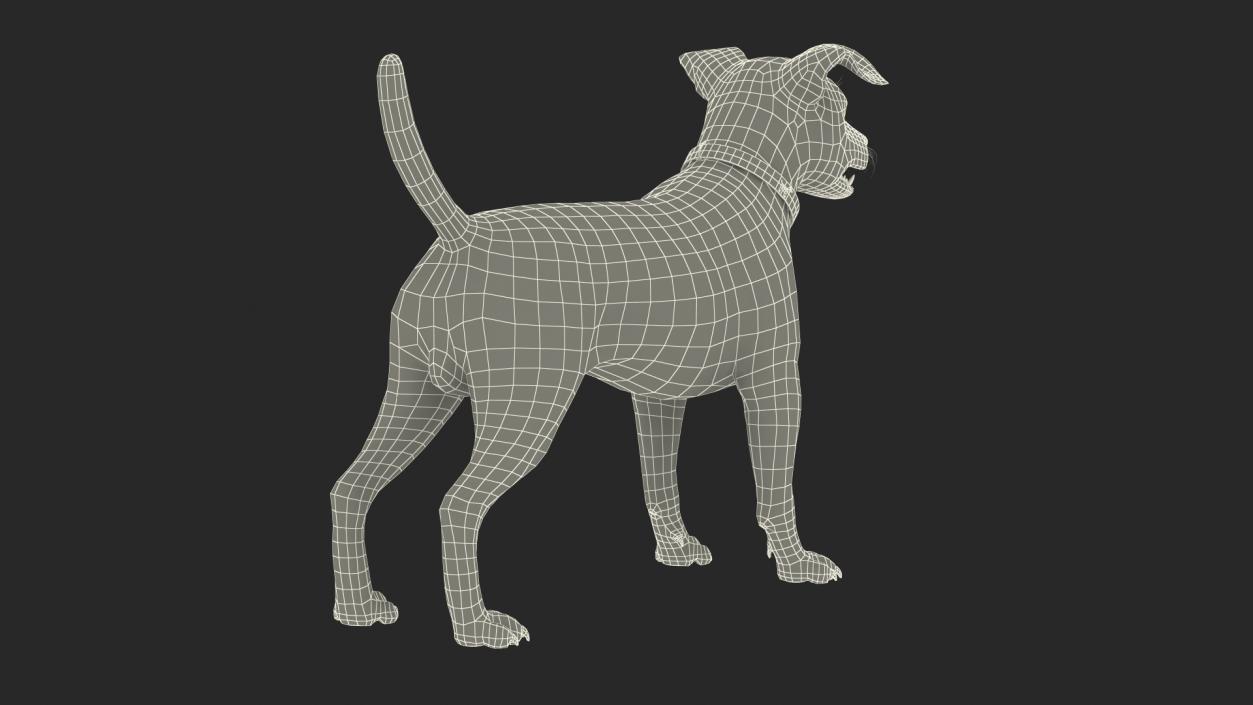 Spotted Jack Russell Terrier Fur Rigged 3D model