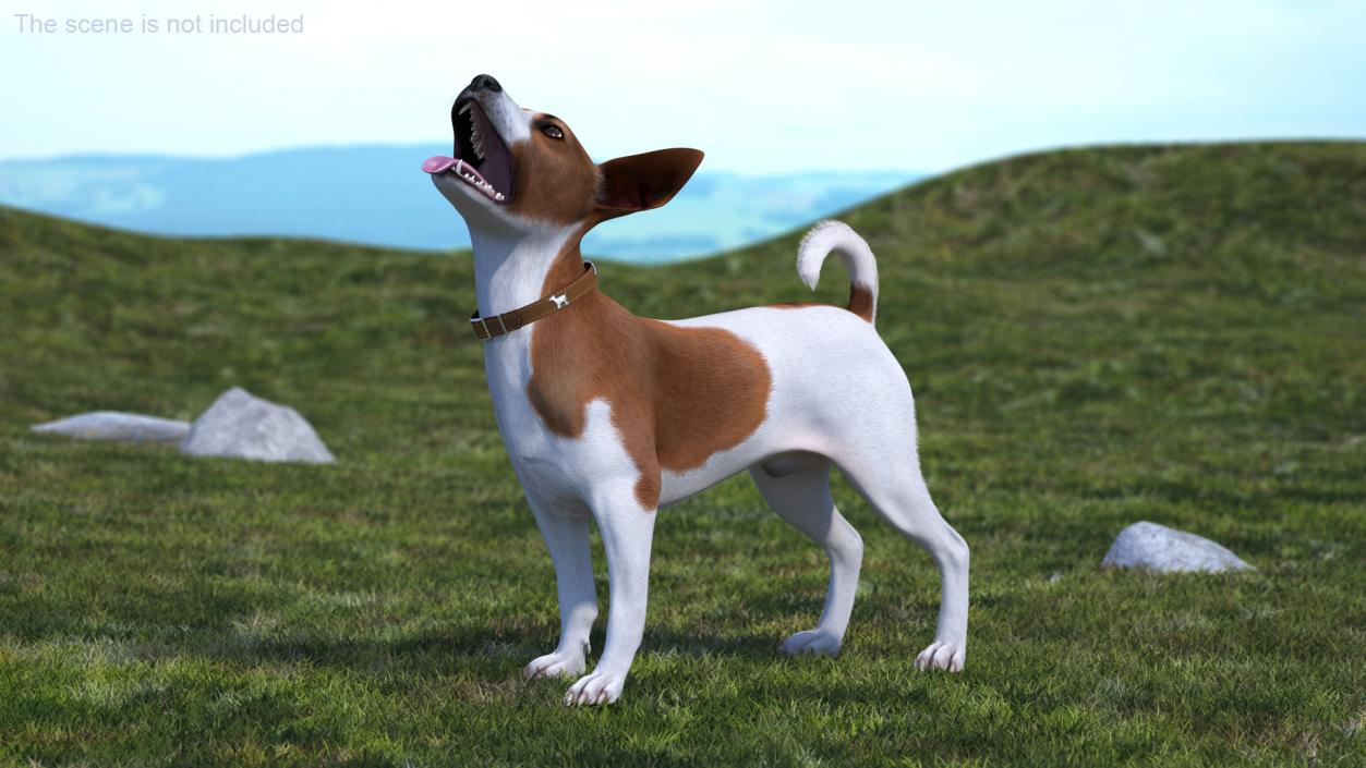 Spotted Jack Russell Terrier Fur Rigged 3D model