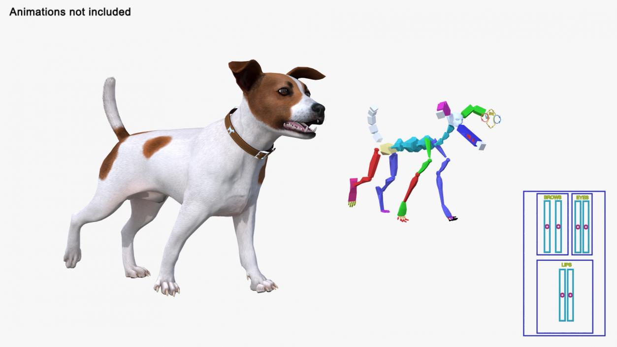 Spotted Jack Russell Terrier Fur Rigged 3D model