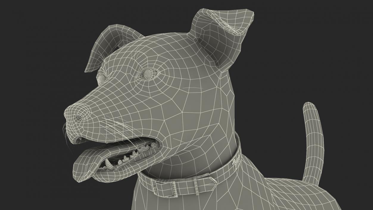 Spotted Jack Russell Terrier Fur Rigged 3D model