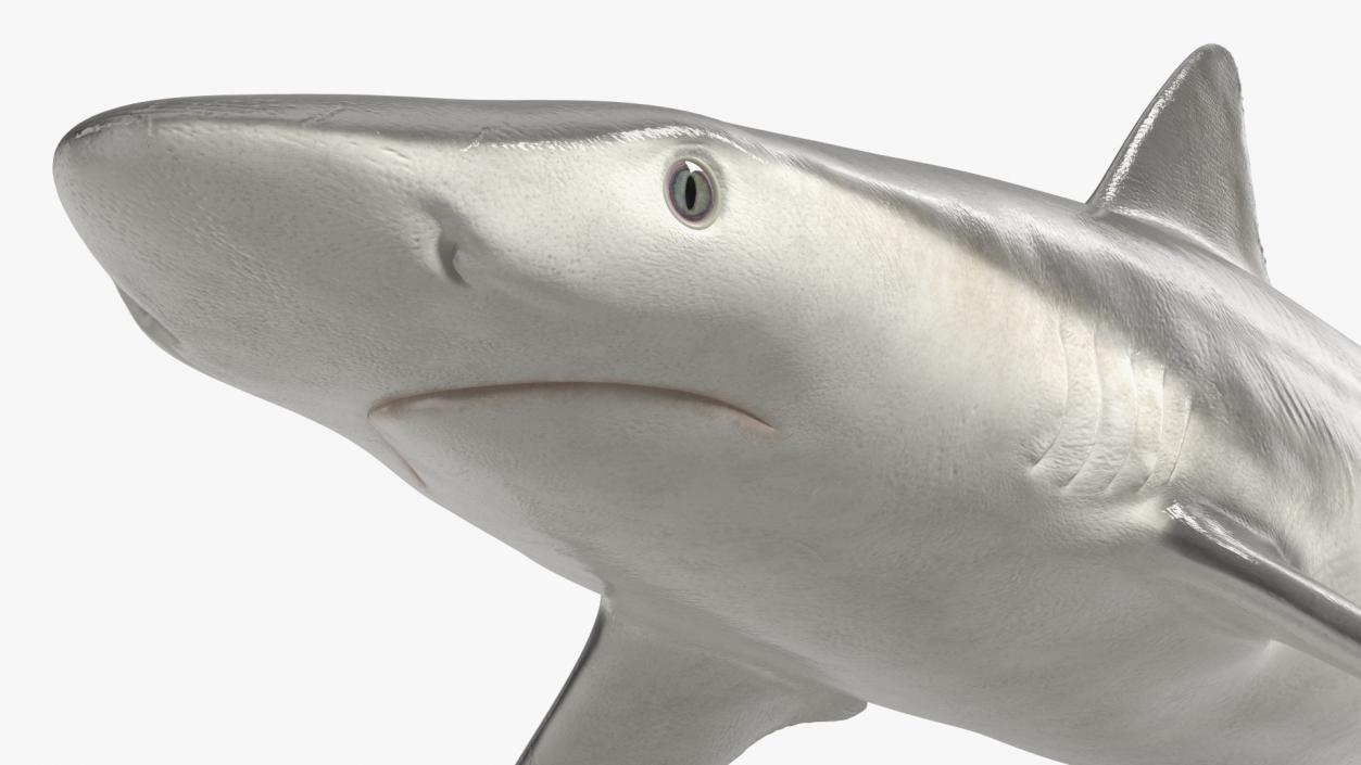 3D model Realistic Smalltail Shark