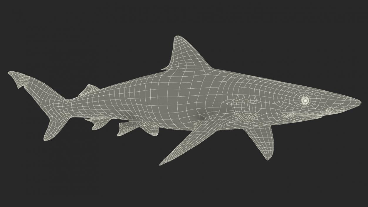 3D model Realistic Smalltail Shark