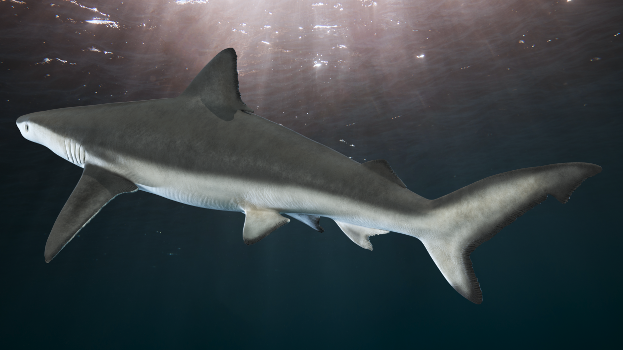 3D model Realistic Smalltail Shark