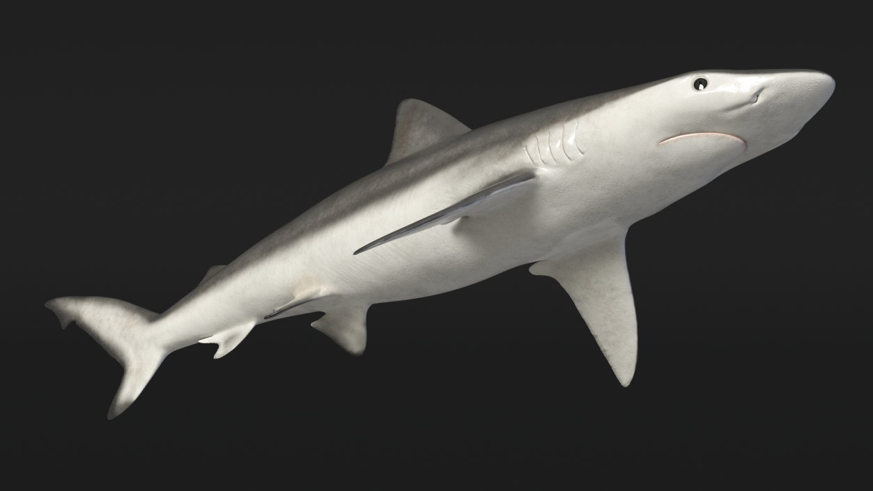 3D model Realistic Smalltail Shark