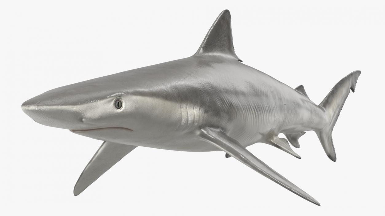 3D model Realistic Smalltail Shark