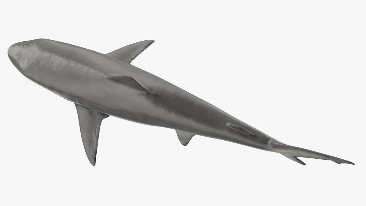 3D model Realistic Smalltail Shark