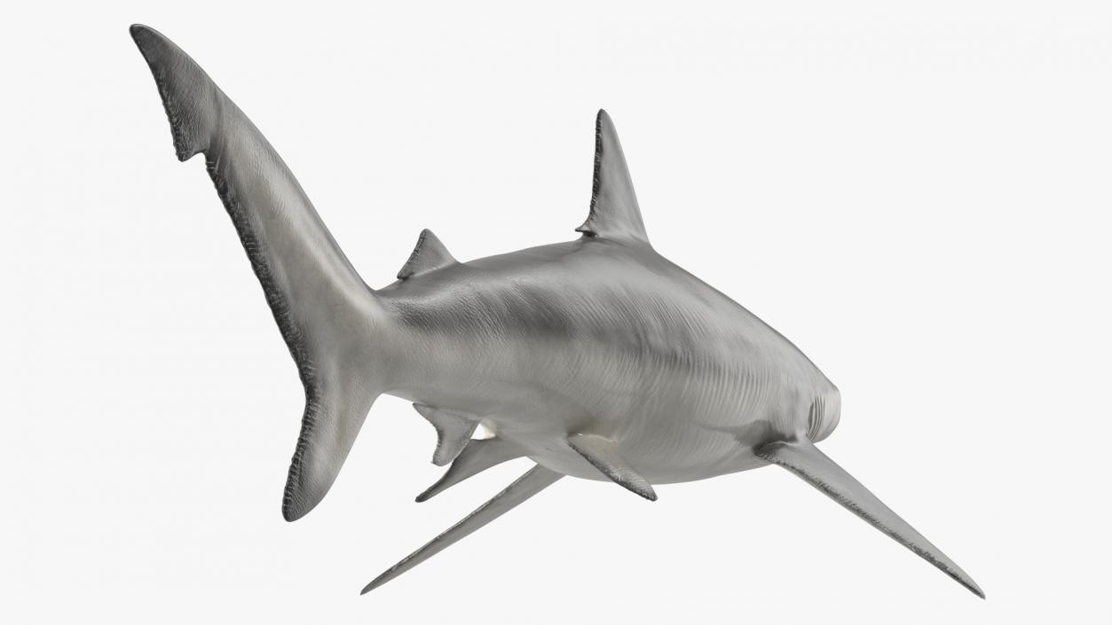 3D model Realistic Smalltail Shark