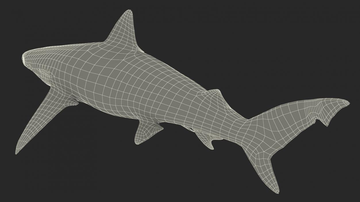 3D model Realistic Smalltail Shark