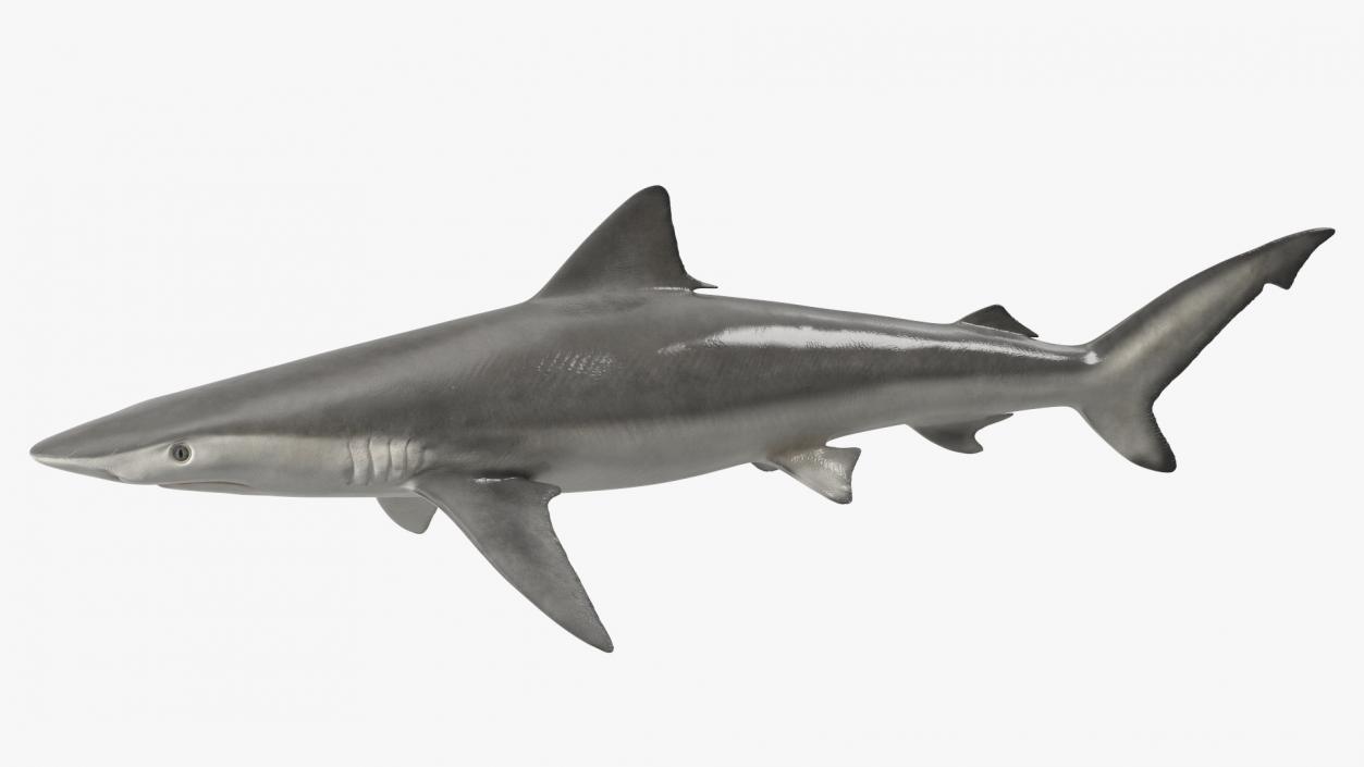 3D model Realistic Smalltail Shark