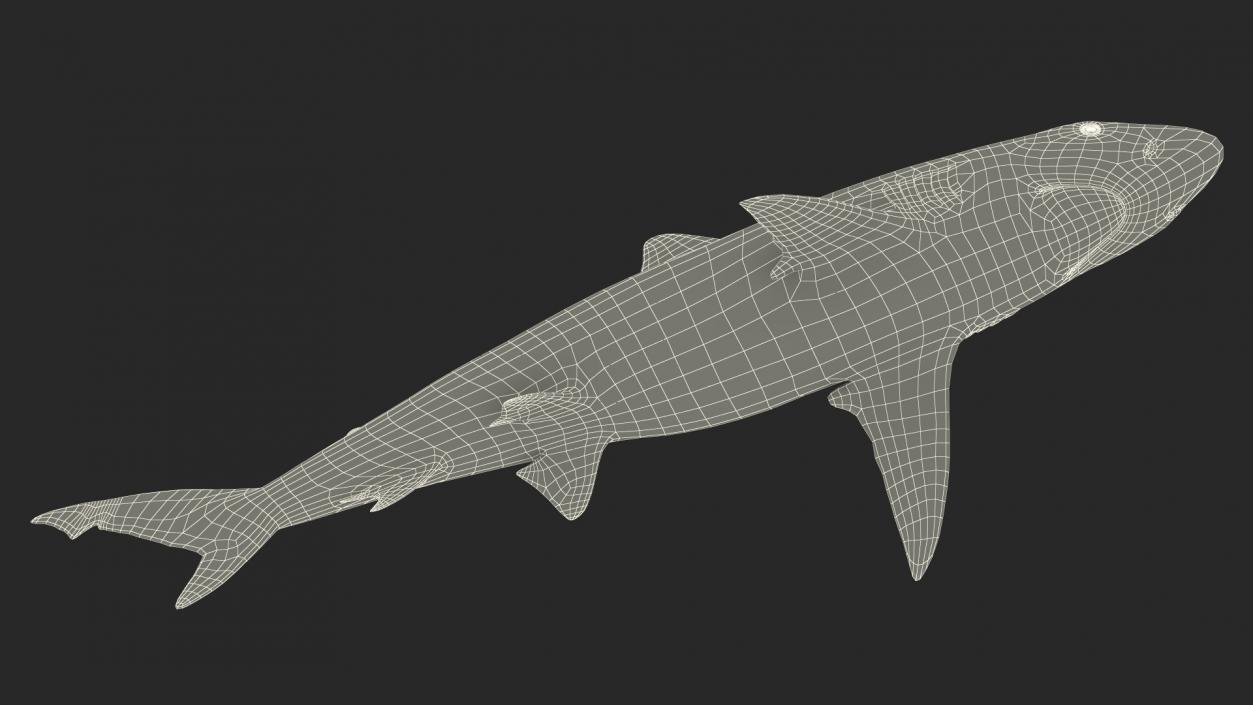 3D model Realistic Smalltail Shark