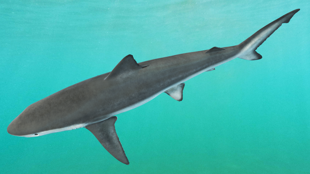 3D model Realistic Smalltail Shark