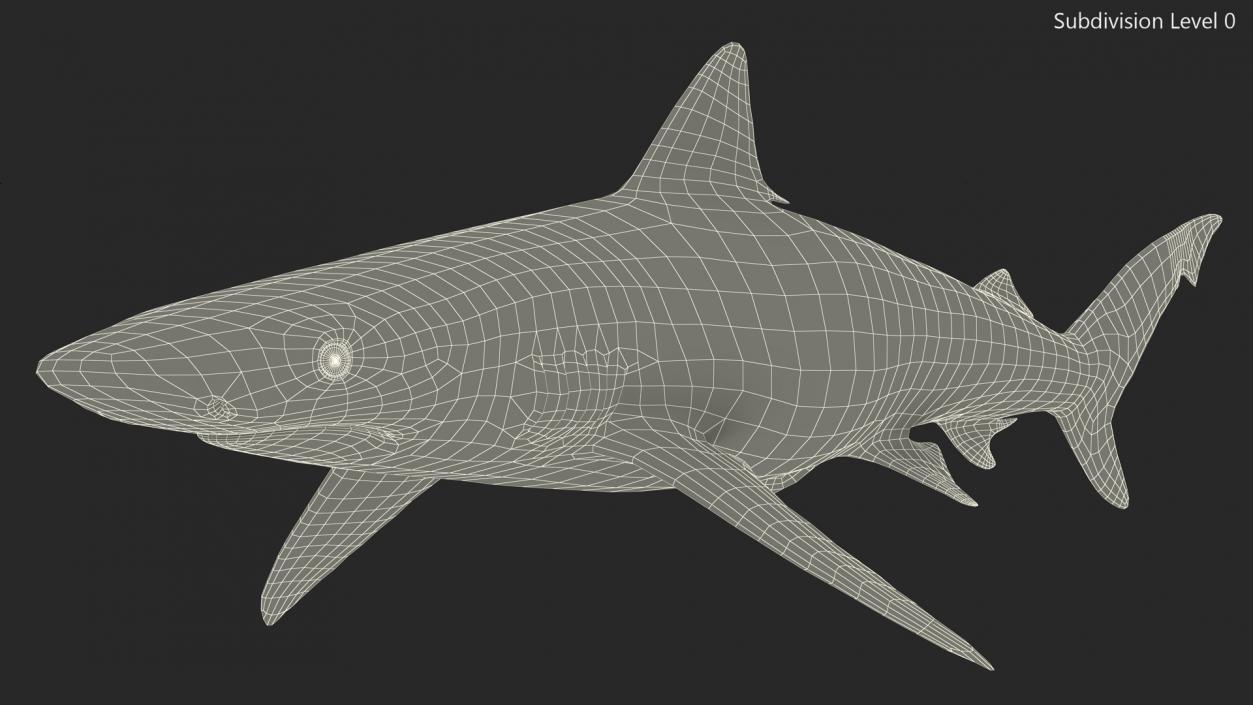 3D model Realistic Smalltail Shark