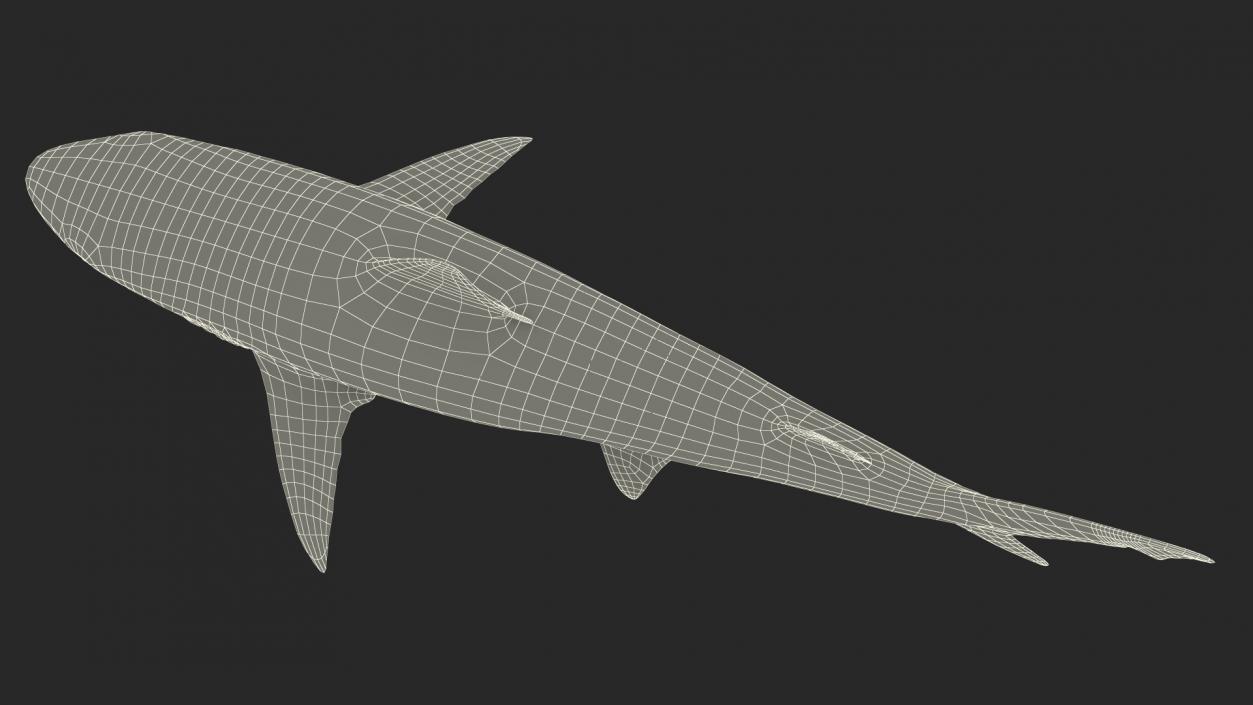 3D model Realistic Smalltail Shark