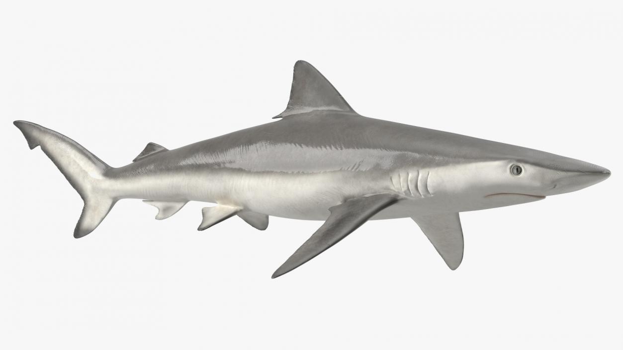 3D model Realistic Smalltail Shark