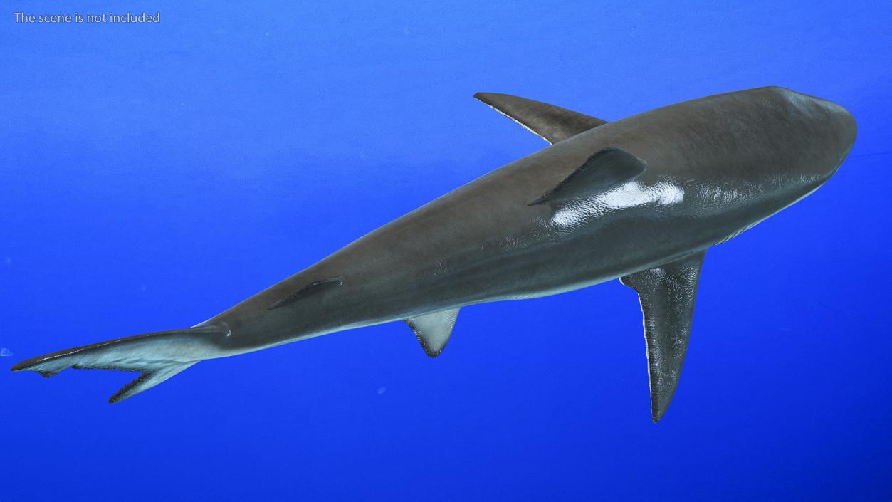 3D model Realistic Smalltail Shark