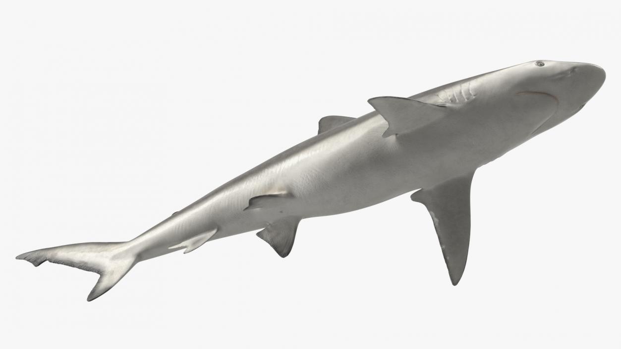 3D model Realistic Smalltail Shark