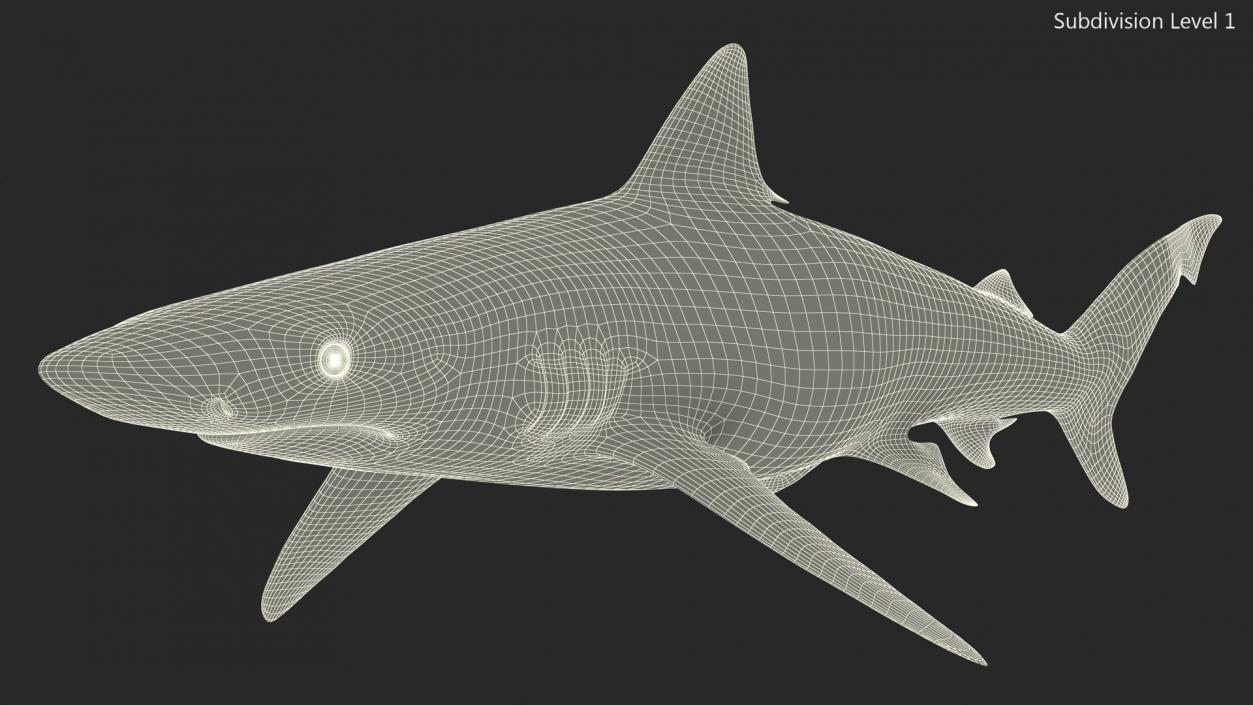 3D model Realistic Smalltail Shark