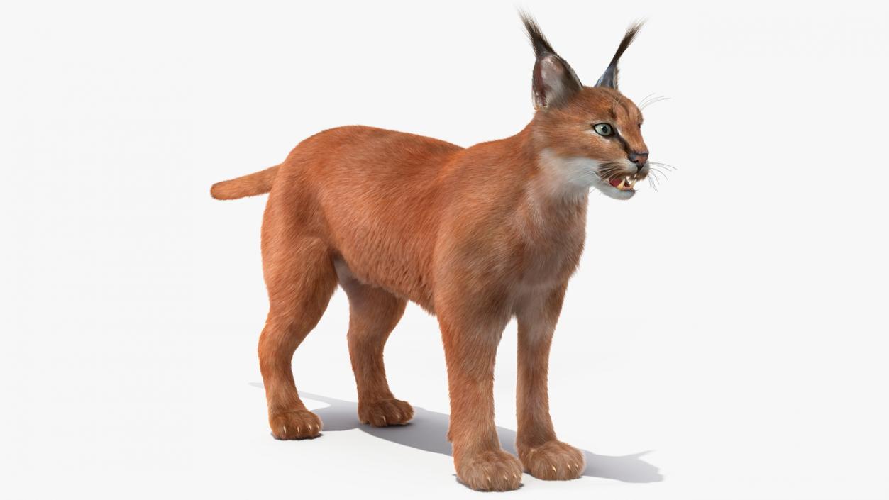 3D Caracal Fur