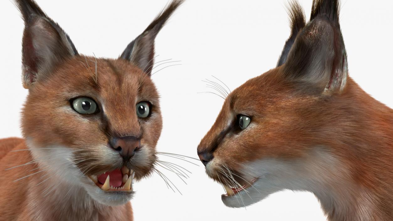 3D Caracal Fur