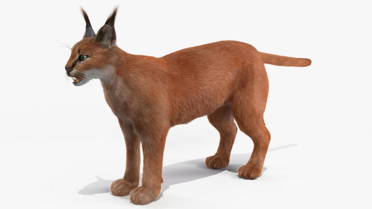 3D Caracal Fur