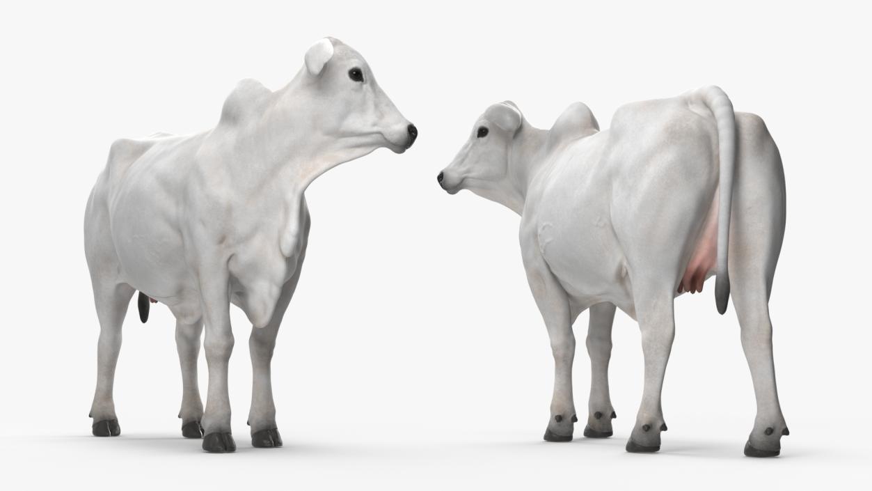 White Cow Female Looking 3D model