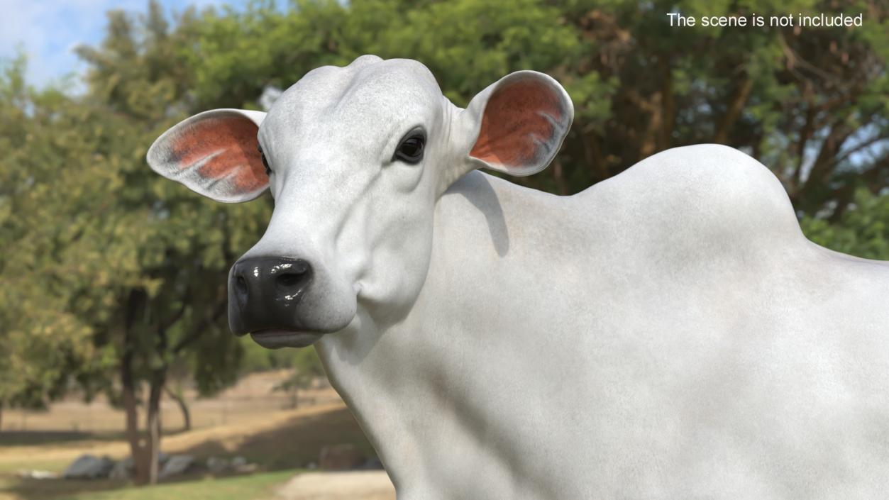 White Cow Female Looking 3D model