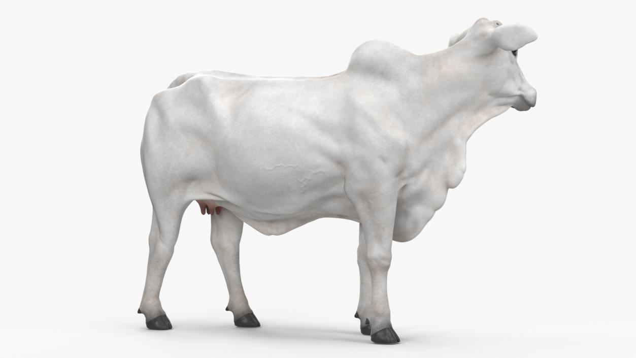 White Cow Female Looking 3D model